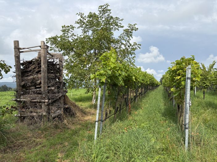 Weinbau neu denken