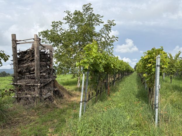 Weinbau neu denken